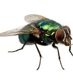 Fly-pest-control-dubai