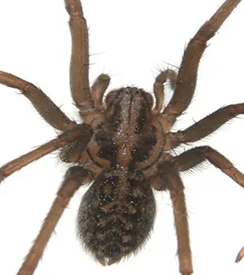 best-pest-control-company-in-uae