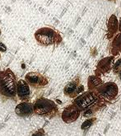 bedbug-control-dubai