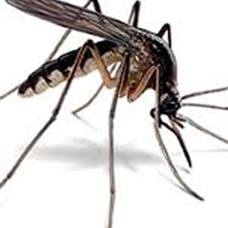 mosquito-pest-control-dubai