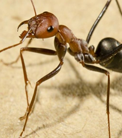 bedbug-control-dubai