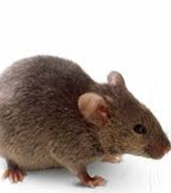 Rat-pest-control-dubai