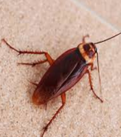 cockroach-pest-control-dubai