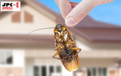 Ant Control Dubai