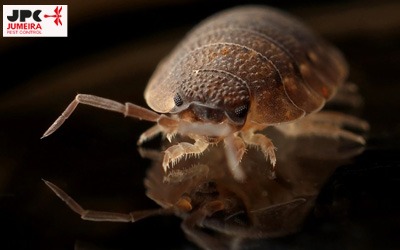 Rat Pest Control Dubai