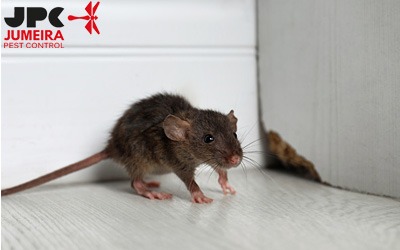 Suggestions-for-Preventing-a-Mouse-or-Rat-Infestation