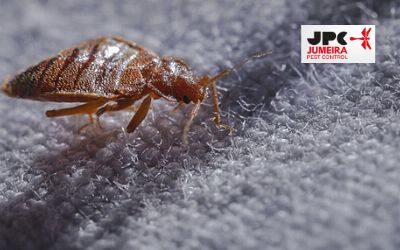 best-pest-control-company-in-uae