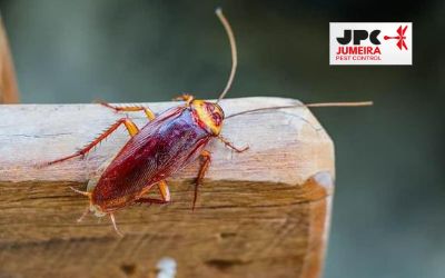 best-pest-control-company-in-uae