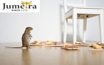 rat pest control dubai