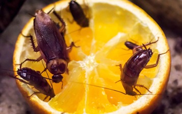 cockroach pest control dubai