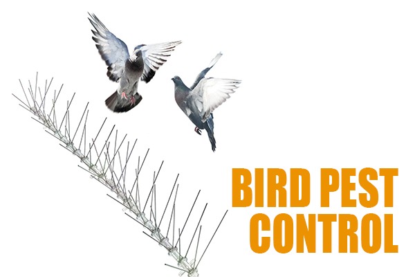 bird pest control dubai