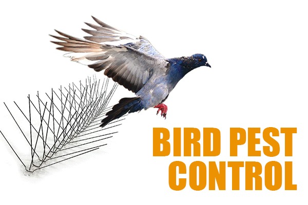 bird pest control dubai