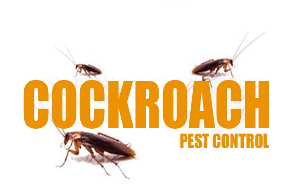 cockroach pest control dubai