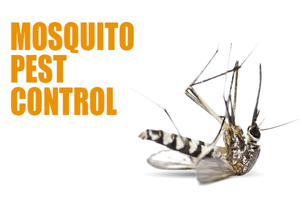 mosquito pest control dubai