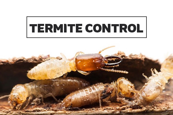 anti-termite treatment uae