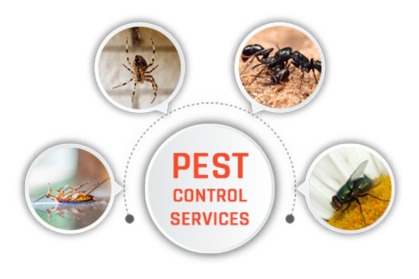 pest control treatment in dubai