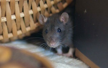 rodent control in dubai