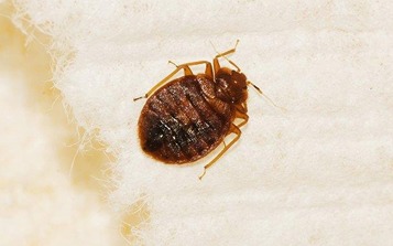 ant control dubai